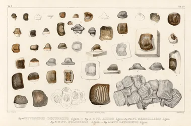 Ptychodus属のさまざまな種の歯を示すVolume 3（Fossil Fish Research）の表25b